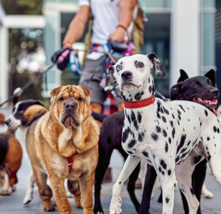 Kim jest dog walker i czy każdy może nim zostać?