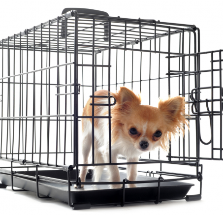Klatka kennelowa dla psa – Twój przewodnik po bezpiecznym i komfortowym domu dla pupila