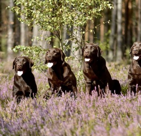 Labrador retriever – czy to rasa dla każdego?