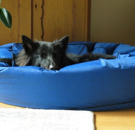 Legowiska dla psów - pełne kompendium wiedzy