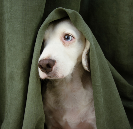 Lęk u psa: przyczyny, objawy i skuteczne metody radzenia sobie z problemem