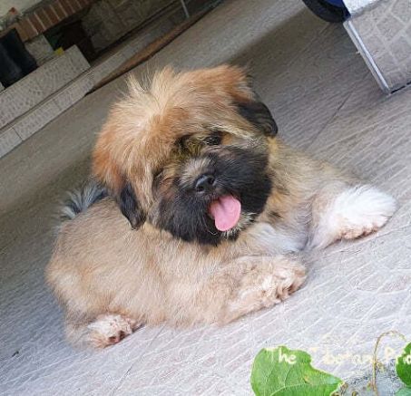 Lhasa Apso
