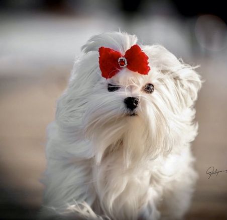 Maltańczyk - czy jest naprawdę szczekliwy? 