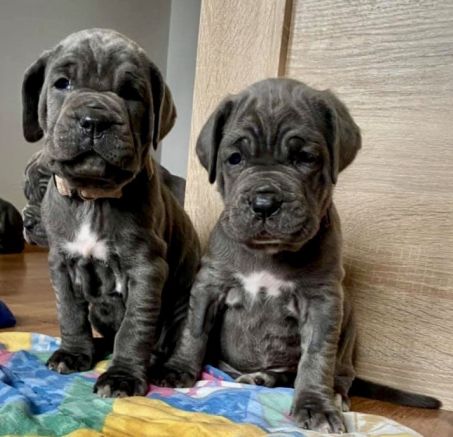 Mastif neapolitański