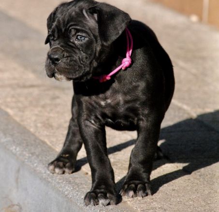 Miot planowany - Cane Corso