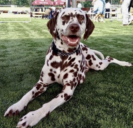 Miot planowany - Dalmatyńczyk