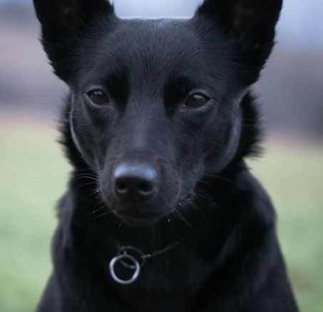 Miot planowany - Owczarek australijski Kelpie