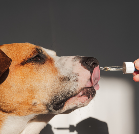 Najważniejsze dodatki w diecie psa: zdrowie i witalność