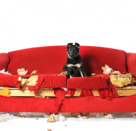 Natarczywy szczeniak w domu - czyli jak go wychować?