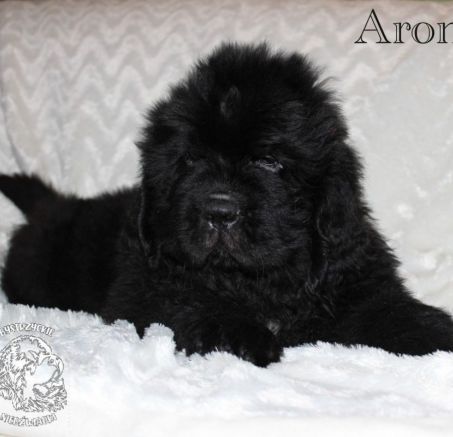 Nowofundland - dostępne szczenięta