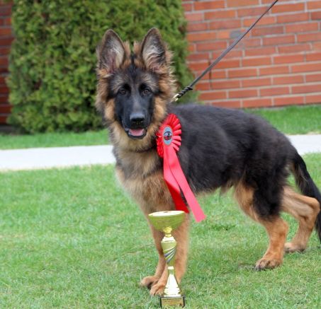 Oceny psów-najważniejsze skróty 