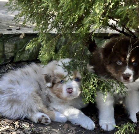 Owczarek australijski - dostępne szczeniaki