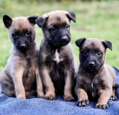 Owczarek Belgijski Malinois