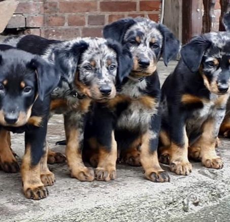 Owczarek Francuski Beauceron - dostępne szczenięta