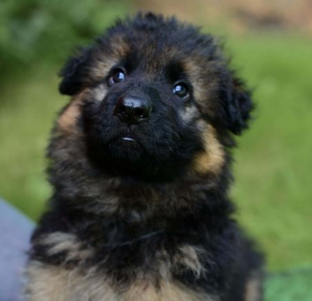 Owczarek niemiecki długowłosy