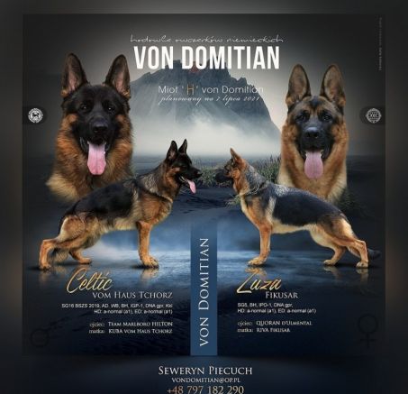 Owczarek niemiecki krótkowłosy