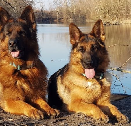 Owczarek niemiecki - świetna rasa psa pracującego 