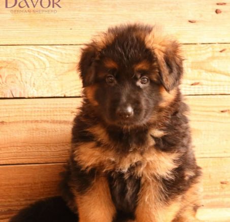 Owczarek niemiecki - szczenięta