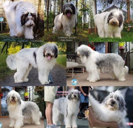 Owczarek rumuński Mioritic - dostępne szczenięta