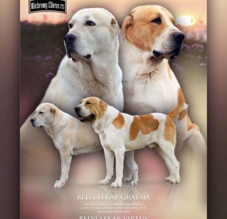 Owczarek Środkowoazjatycki