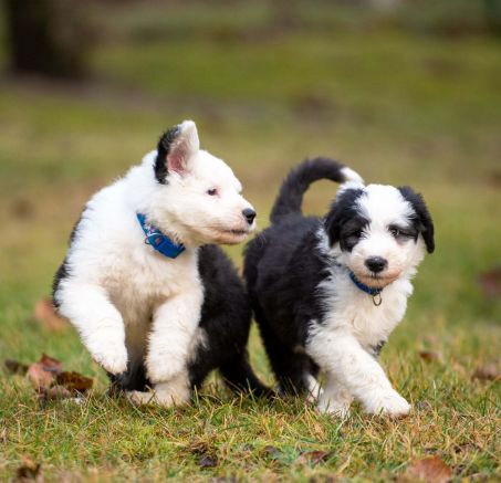 Owczarek staroangielski – hodowla spodziewa się szczeniąt – co dalej? 