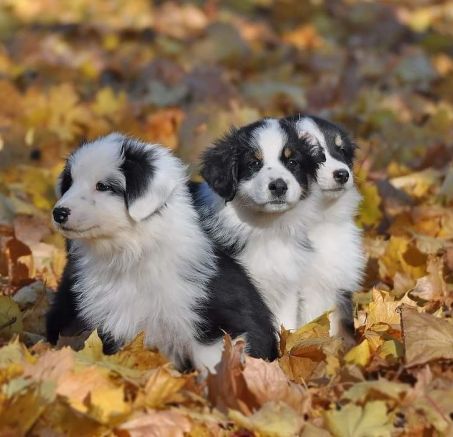 Owczarki Australijskie 