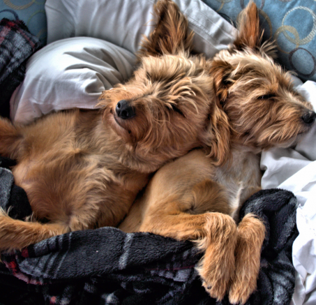 Pies czy suka – różnice między płciami