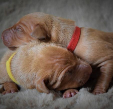 Pies Faraona - szczeniaki 