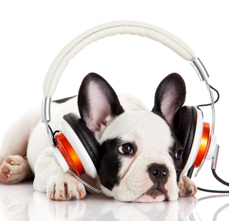 Pies i muzyka: Czy psy mają swoje ulubione dźwięki i melodie?