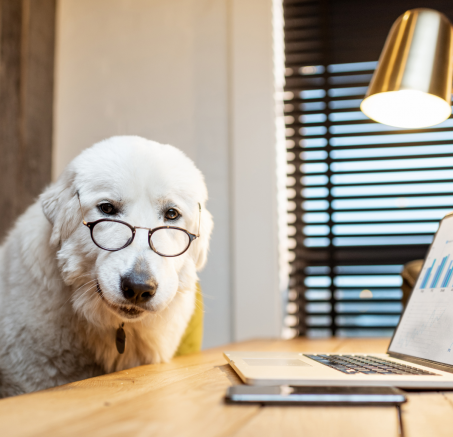 Pies w biurze – czy to dobry pomysł?