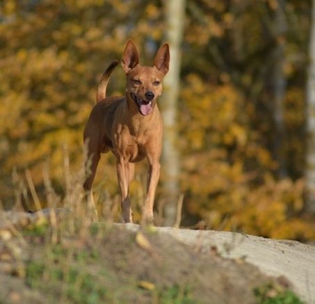 Pinczer miniaturowy – inteligentny, żywy, oddany 