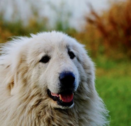 Pirenejski pies górski - szczenięta