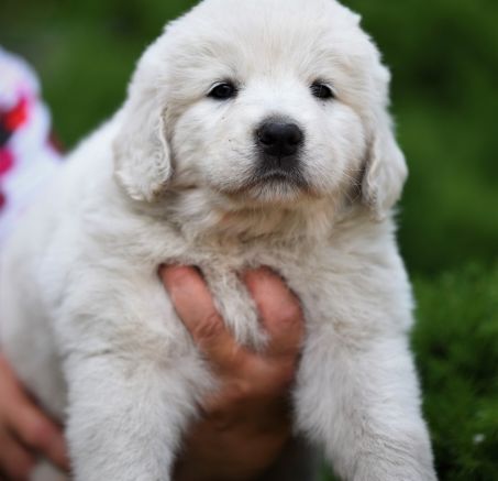 Polski owczarek podhalański