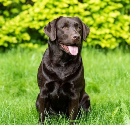 Posokowiec, beagle, labrador i inne zdjęcia