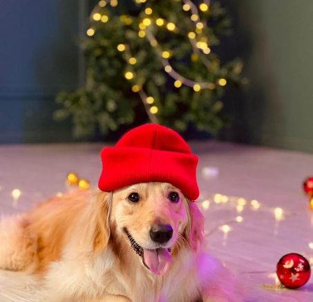 Prezenty dla psa na święta. Poznaj najlepsze inspiracje