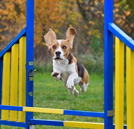 Przewodnik po sportach psich i aktywnościach