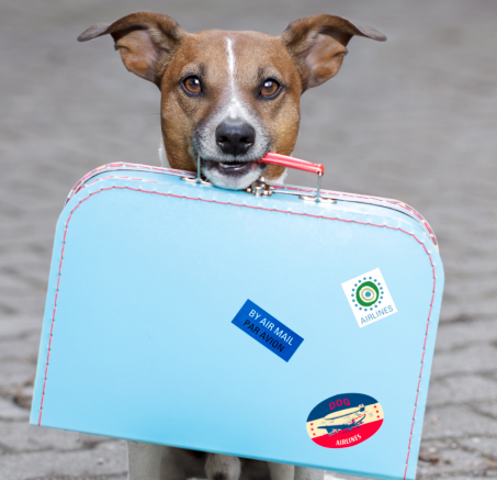 Przygody z czterema łapami: Najlepsze destynacje na wakacje z psem