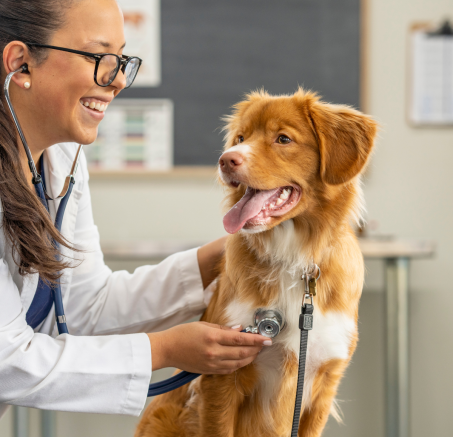 Psi kardiolog: Specjalista, który dba o serce Twojego pupila