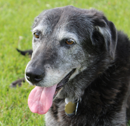  Psi senior, czyli jak dbać o starszego psa?