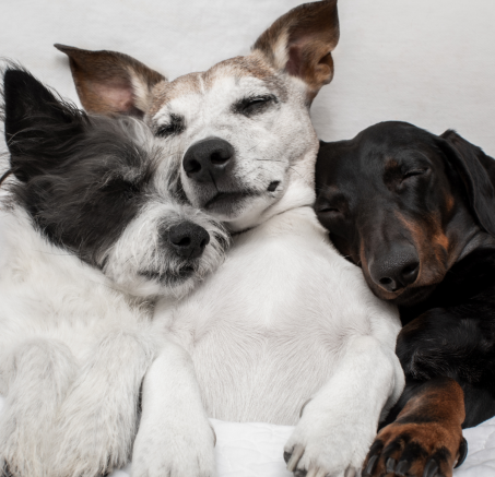 Psi świat snów: Co śnią nasze psy i jak można to interpretować?