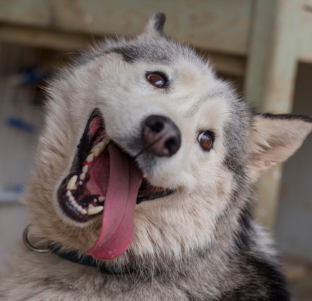 Psie emocje: Jak rozpoznawać i reagować na uczucia naszych czworonogów?
