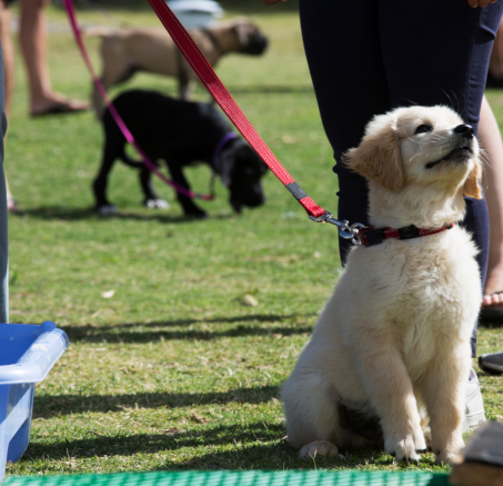 Psie przedszkole: Idealne miejsce dla rozwoju i socjalizacji Twojego psa