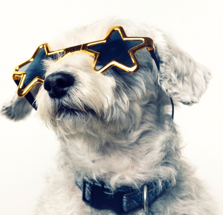  Psy jako gwiazdy mediów społecznościowych: Jak czworonogi zdobywają serca milionów obserwujących?