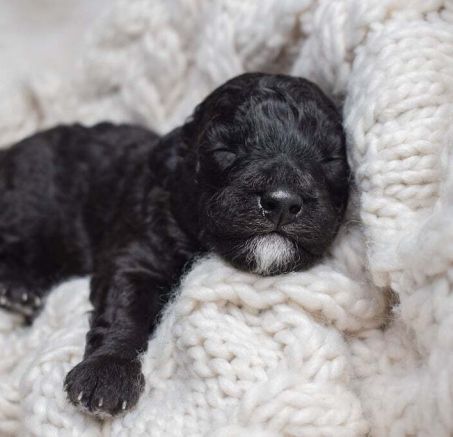 Pudel miniaturowy - szczeniaki