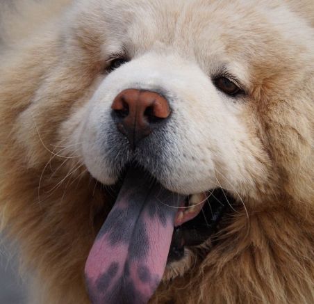 Rasy psów średnich 