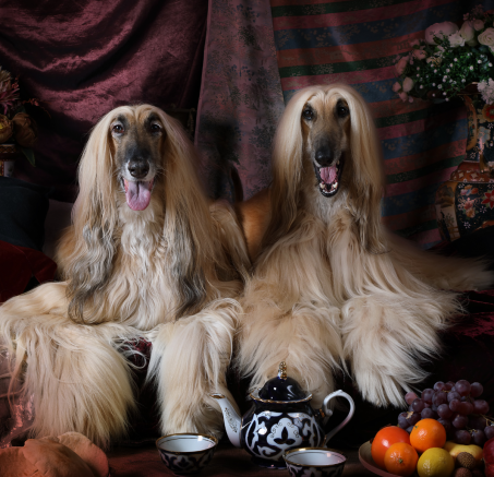 Rola psów rasowych w społeczeństwie współczesnym: od tradycji do terapii