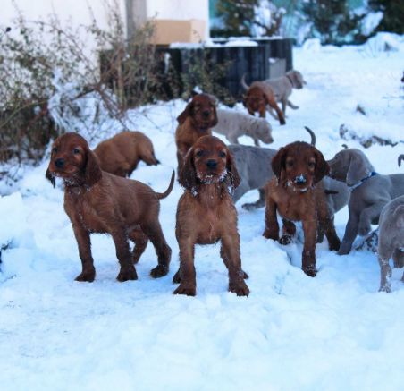 Seter irlandzki i Wyżeł weimarski dostępne szczenięta