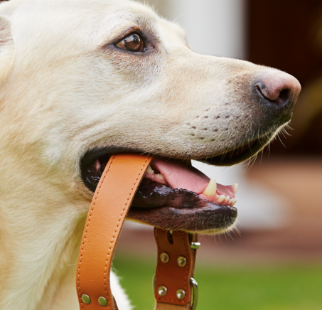 Skórzana obroża dla psa - dlaczego warto ją mieć?