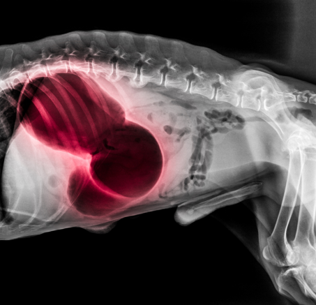 Skręt żołądka u psa: Objawy, przyczyny i szybkie działanie ratujące życie