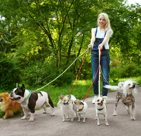 Spacer z psem - jak powinien wyglądać?